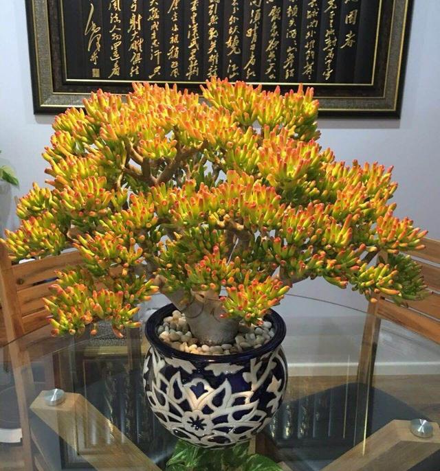 吉祥花是什么花，富贵吉祥花排名（6种“新手花”）