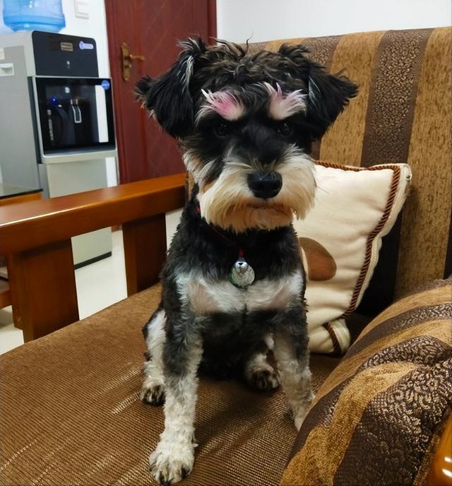 雪纳瑞怎么好养，主人做好这7点