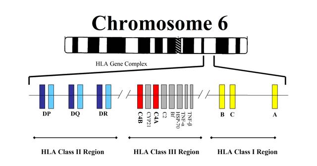 6号微小染色体缺失，英国女孩变成“三无人类”