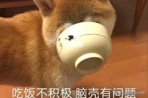 公狗刚刚开始发育有什么反应，狗狗发情会有哪些表现