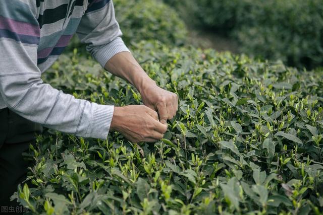 野生动植物知识大全，野生动植物知识来了