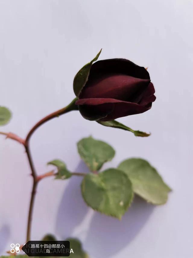 路易十四玫瑰的魅力，路易十四玫瑰的魅力