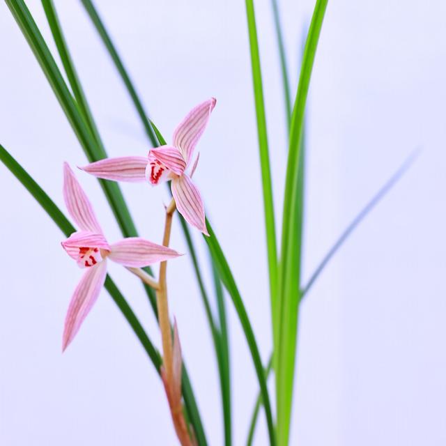 莲瓣，莲瓣兰珍荷