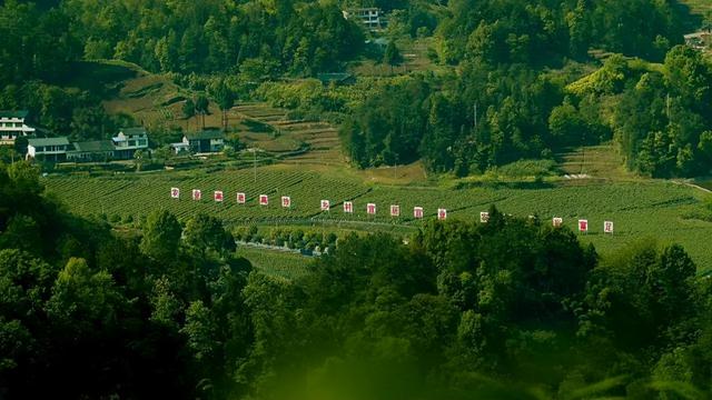 山茶油毛油如何精炼，-山茶油践行科学用油