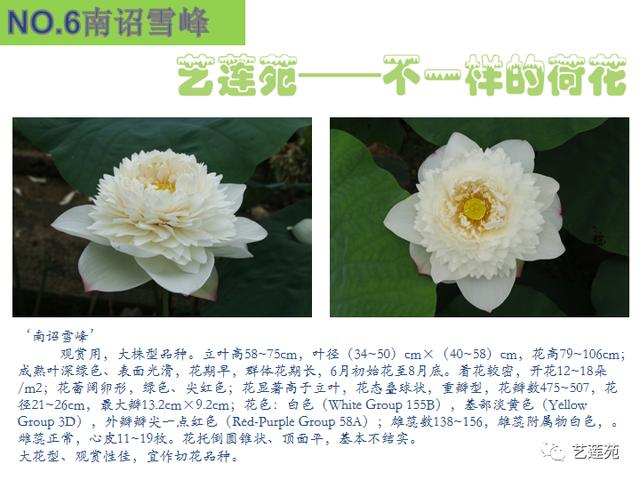 名贵荷花十大品种，最大的荷花品种排行榜