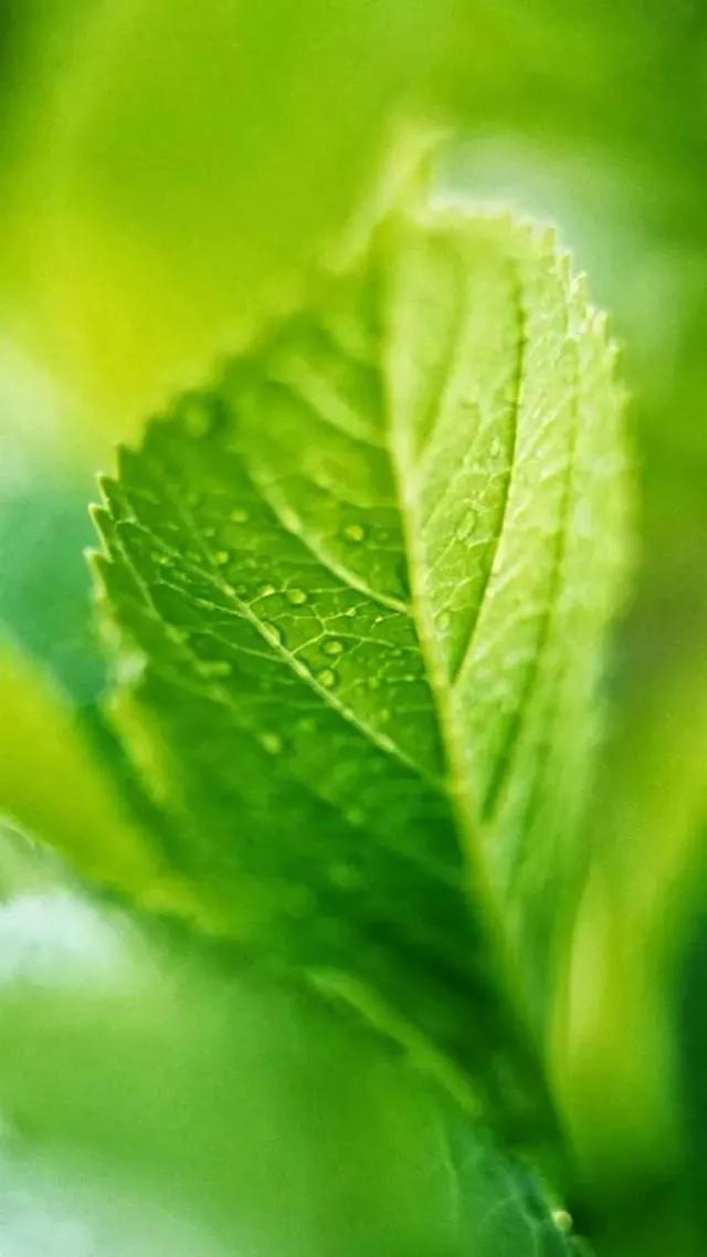 多种创意及超高清手机壁纸绿色，高清绿色系手机壁纸推荐