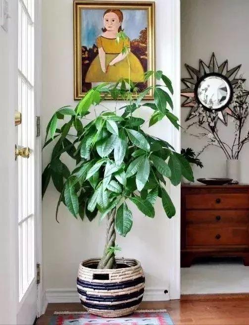 室内可以养的十大吉祥花，5种吉祥花