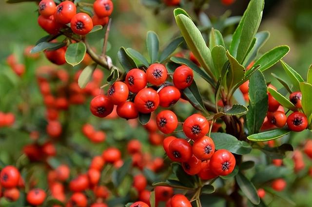 云南产什么水果，云南水果种类及名称