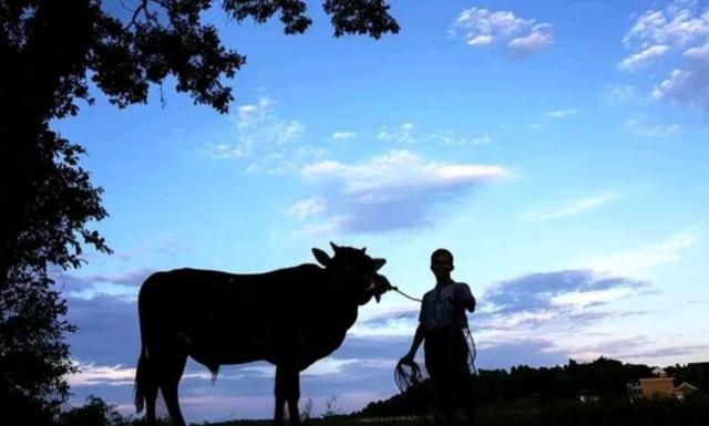 比利时蓝牛长什么样，人类干预自然繁育过程