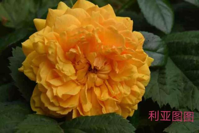 切花月季哪几个品种比较好，常见切花月季一览