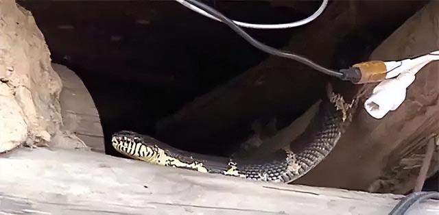 东北诡事真实案例，奇女子刘玉平和大蛇同吃同睡