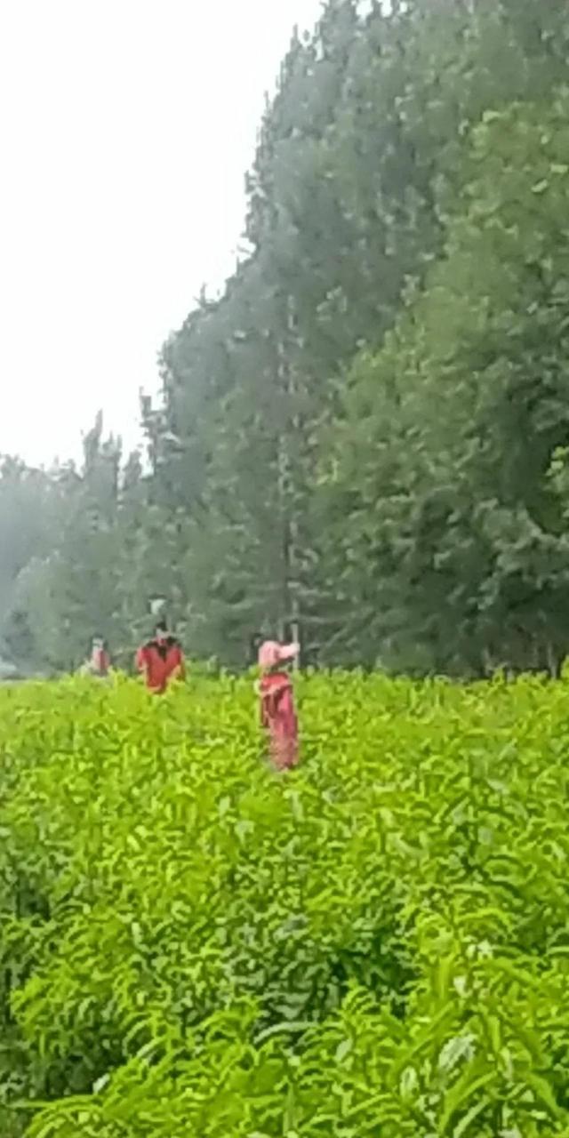 童话故事稻草人完整版，<儿童睡前童话故事>