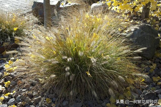 适合庭院养的草花，25种观赏草观叶赏花