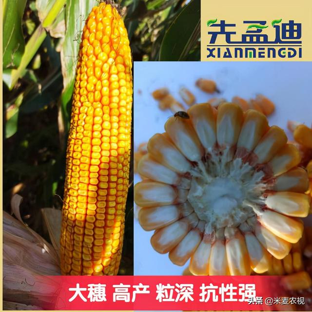 农民朋友种了多增收入，农民种什么能致富