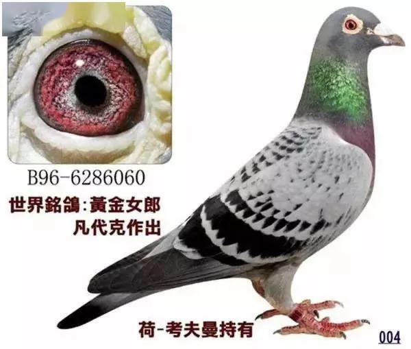 杨家将同人文完结版，杨阿腾传第五章