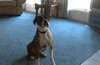 这6种东西就是狗狗的，狗狗最怕的四种狗