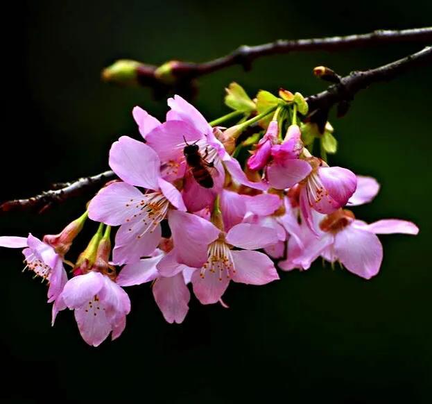 樱花花期说明图，樱花什么时候开花