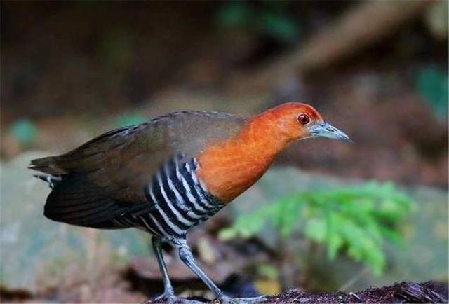 已灭绝的古巨龟，地球生物是不是在