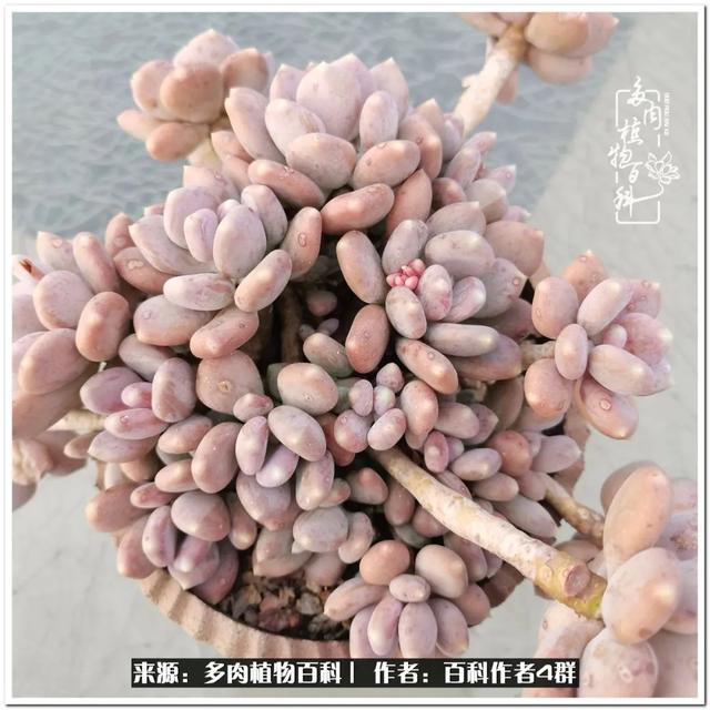 好养的容易上色的景天科多肉，景天科常见多肉图鉴不完全版D系列