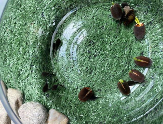 幼儿园自然角在线研讨，小小自然角春意盎然中