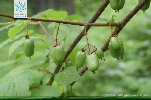 脆香枣子，别样软枣子