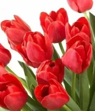 各种最好看的鲜花，分享40多种美丽的鲜花