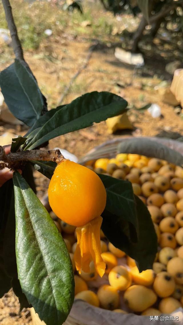 同样是大五星枇杷，四川米易枇杷几月成熟
