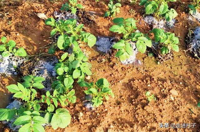 春季种植什么蔬菜，一年四季都能种植什么蔬菜（春天必种10种菜）