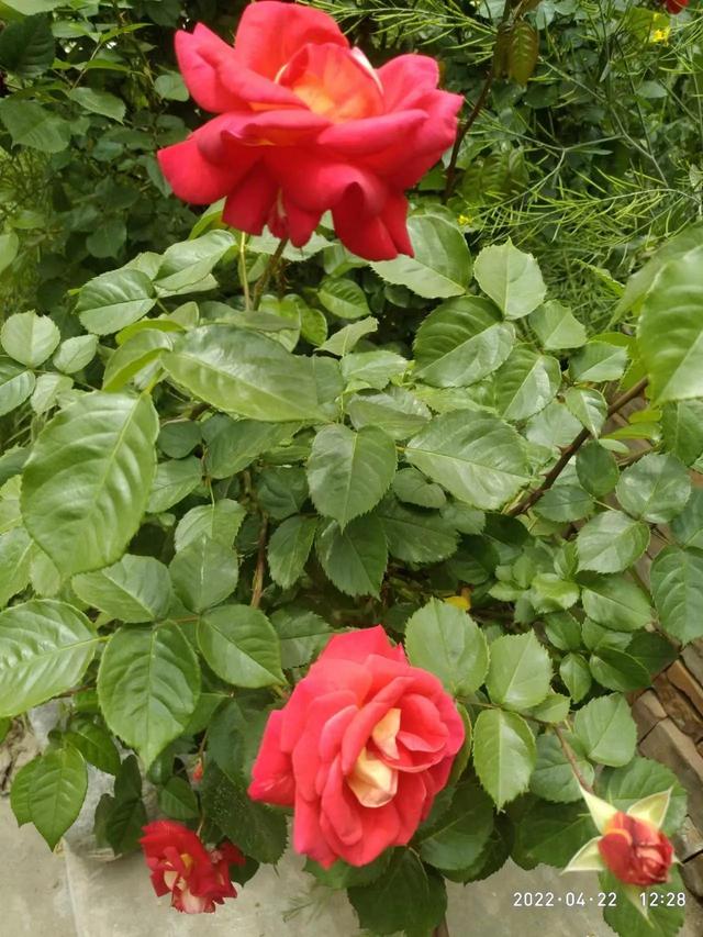 若无闲事挂心头，人若无事挂心头便是人间好时节