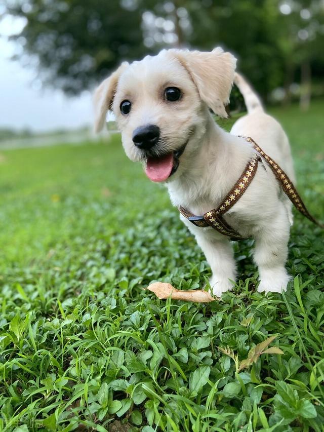 小狗什么时候换牙，狗狗换牙期是什么时候