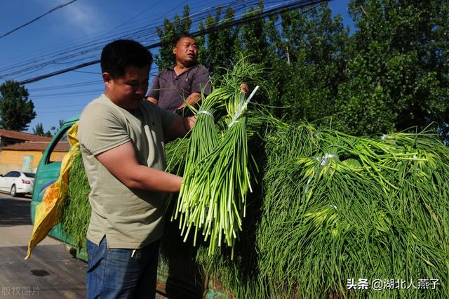 蒜薹的家常腌法，腌蒜薹只放盐不好吃
