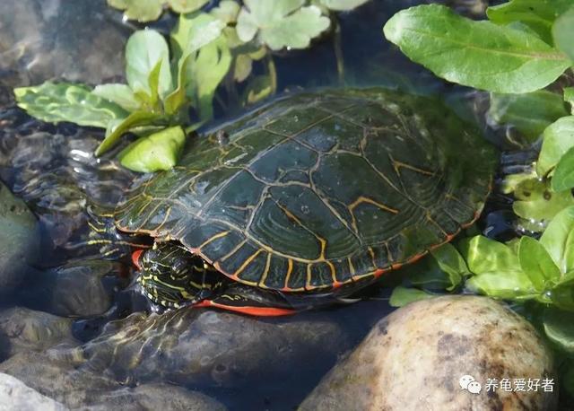 什么龟好养又好看，哪种龟好养且颜值高（还价格实惠的龟有哪些呢）