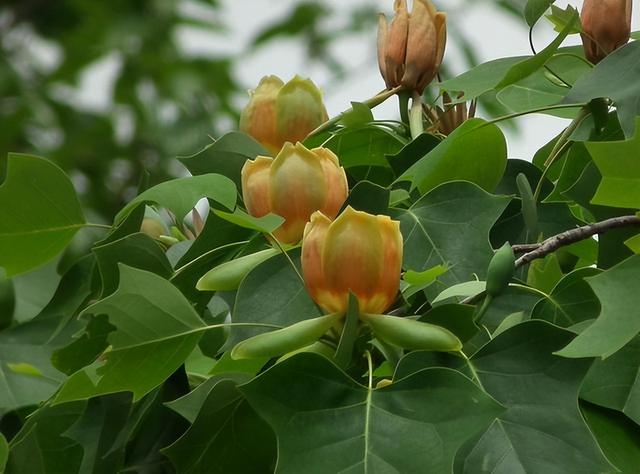 花卉图片及名称大全，常见绿植花卉及名称大全（100种常见花图鉴）