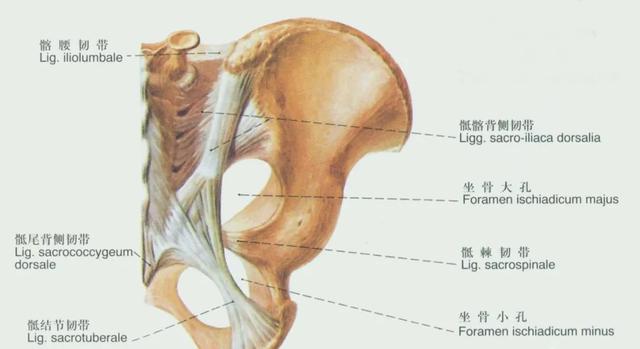 后纵韧带解剖图，颈椎的韧带有哪些