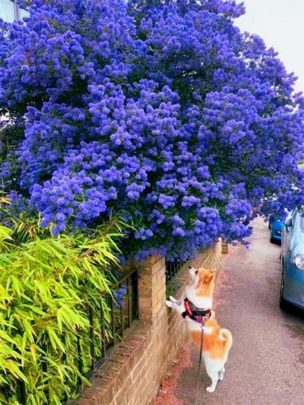 农村常见的花，凌巧分享篇41——这15种生活中常见的野花