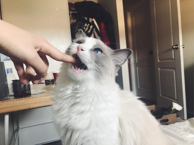 布偶猫的几种性格特征，纯种“布偶猫”的6大特征