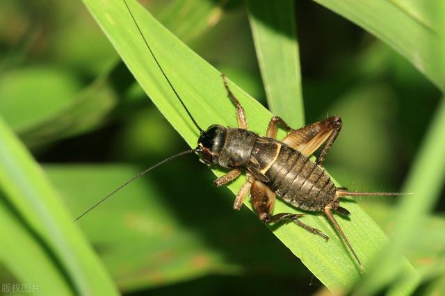 农村最常见虫子的叫声，乡村夜晚农田里
