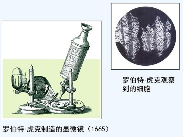 显微镜是怎么组合的，八年级物理上册知识点