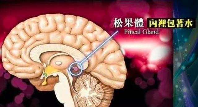 公鸡是天生就会早上打鸣的吗，公鸡为何晨时打鸣