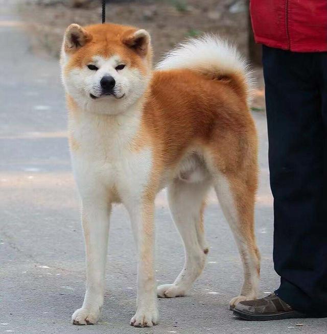 十大新手最好养的狗狗，最适合新手养的狗狗十大排行榜（最适合新手养的6种狗狗）