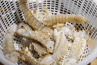 秦皇岛海鲜最肥美的季节，2022秦皇岛最强海鲜日历来了