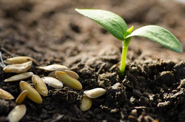 农发种业的种植技术，3大变化振兴种业