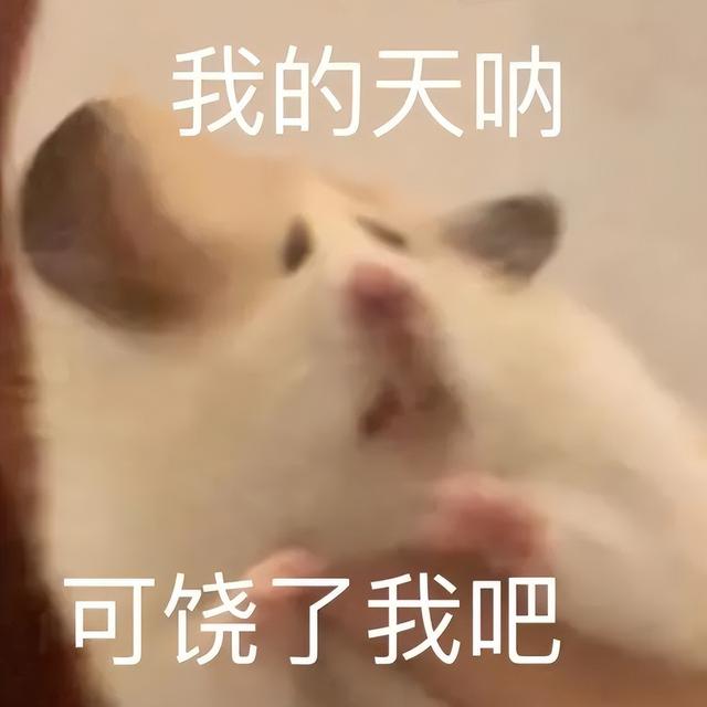 小仓鼠动态迷你表情包，变形脸仓鼠可爱老鼠