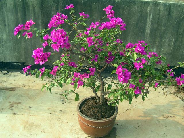 冬天什么花开花，适合冬天生长容易开花的植物