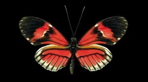 世界八大名贵蝴蝶，世界十大名贵蝴蝶