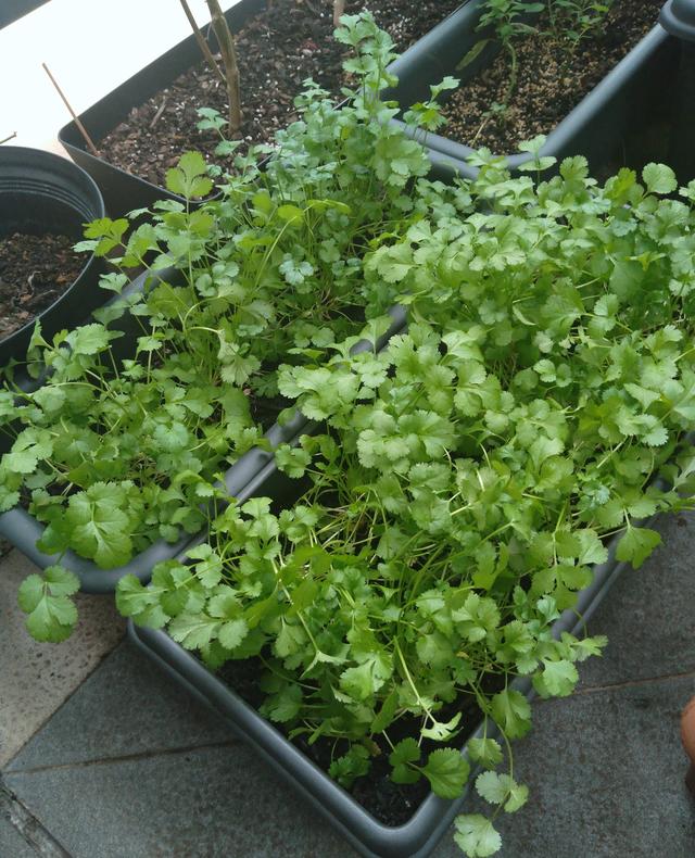 阳台种什么菜就够一家人吃了，9月10月阳台种这3种菜