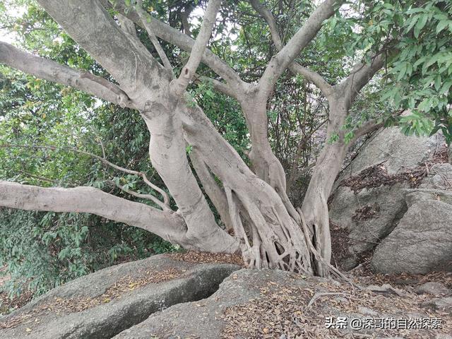 深圳不起眼的山峰，深圳这十座不知名山峰