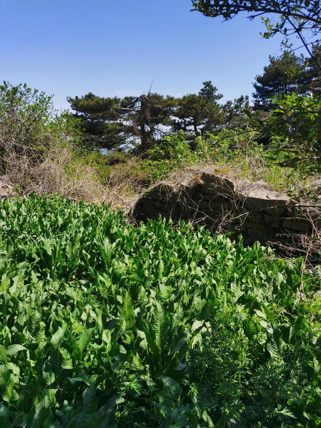 大王叫我来巡山舞蹈，大王叫我来巡山