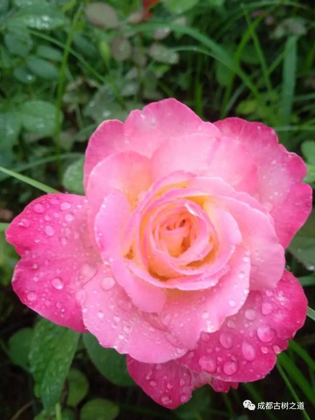 月季移栽最佳时间，月季几月份移栽最好（换一盆爆一盆）