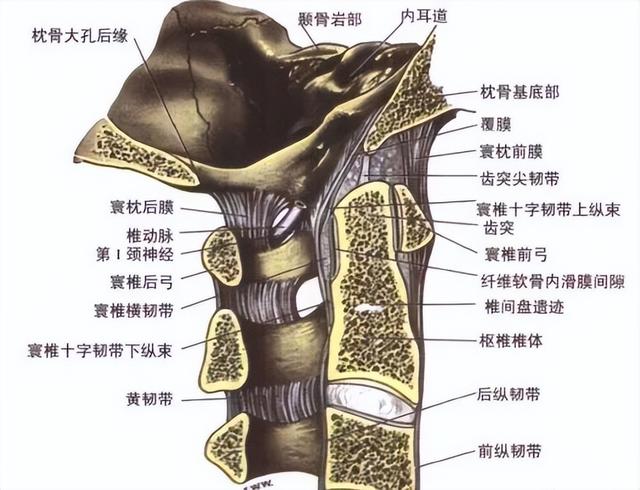 后纵韧带解剖图，颈椎的韧带有哪些